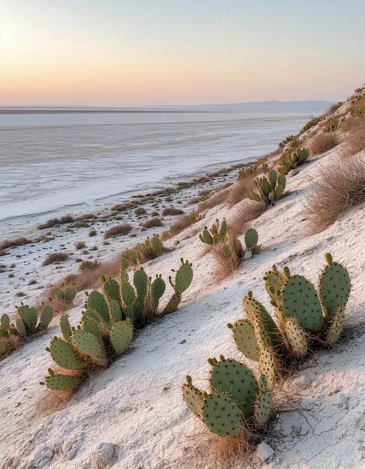 WHAT THE DESERT TAUGHT US ABOUT SKIN